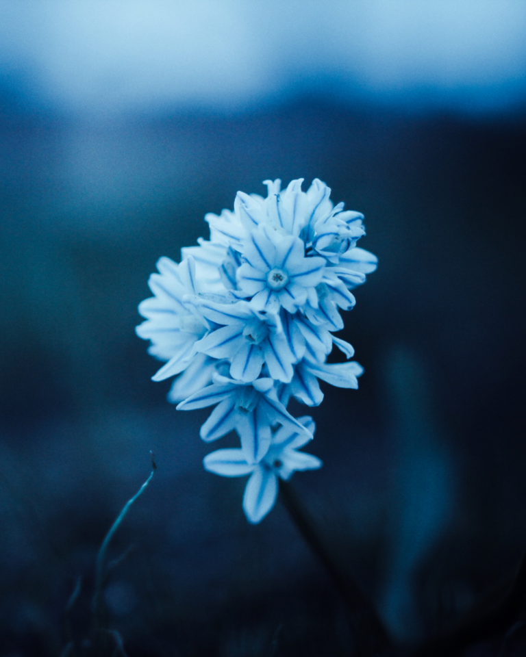 A blue flower against a blurred blue background
